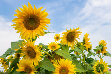yellow sunflowers on blue and white cloudy sky background