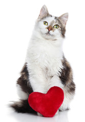 Domestic cat with red Valentine heart