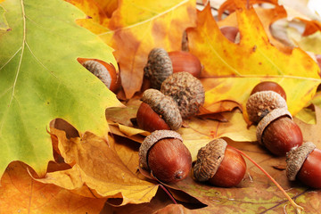 brown acorns on autumn leaves, close up - obrazy, fototapety, plakaty