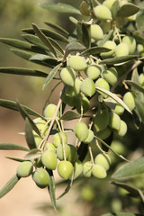 Green Olives