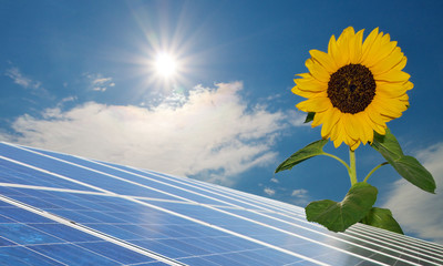 Sonnenblume Solar
