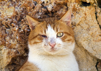 the blind street cat in front of the rocks