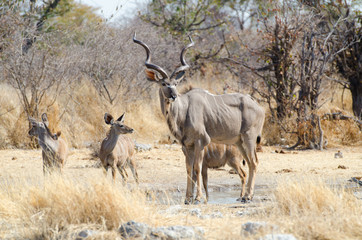 Naklejka na ściany i meble Greater kudu bull (Tragelaphus strepsiceros) z cieląt