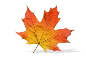 Naklejka na ściany i meble Maple Leaf wyizolowanych, jesień