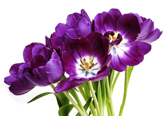 Obraz premium bunch of purple tulips on white background