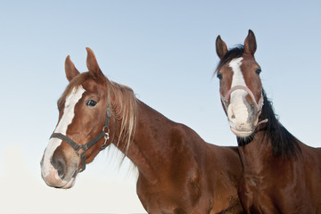 Horses