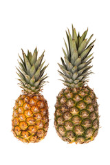 Zwei Ananas Fr&uuml;chte