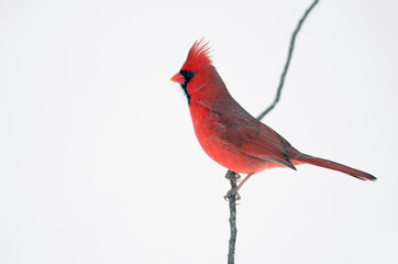 Northern cardinal perched on branch