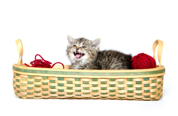 Fototapeta na wymiar Śliczne pręgowana kotka w koszyku