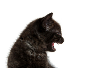 black kitten crying