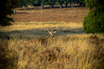 Red deer