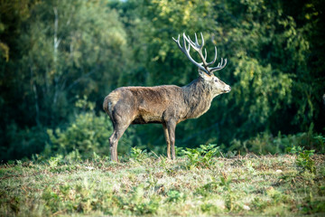 Red deer