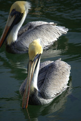 Two Pelicans
