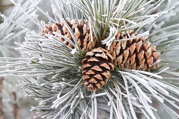 Naklejka premium Frosted Pine Cones & Needles