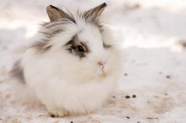 white rabbit sitting in the snow - 48991879