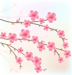 Cherry blossom card