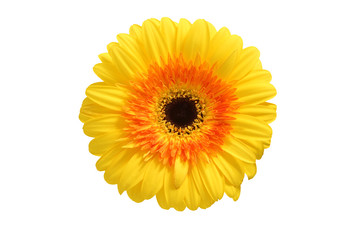 Flower yellow gerbera.