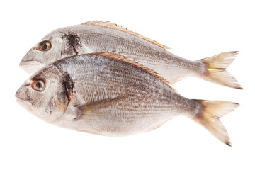 Dorado fish isolated on white background