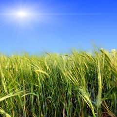 Obraz premium Green meadow under blue sky