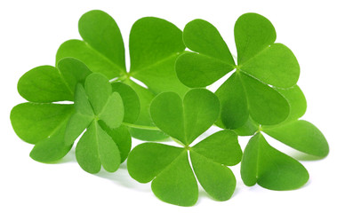 Shamrock or clover leaves © Swapan