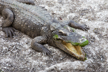 A crocodile resting on land and open mouth