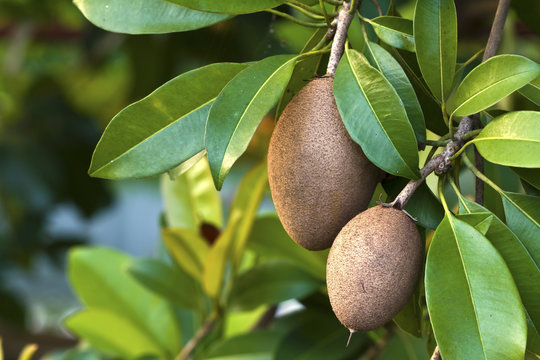 Sapodilla, tropical fruit.