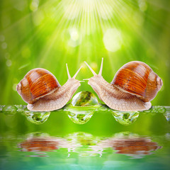Love making snails couple on a dewy grass. Love metaphor.