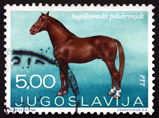 Postage stamp Yugoslavia 1969 Yugoslav Halfbreed, Horse