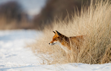 Red fox comes out of a bushes