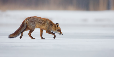 Red fox walking over ice