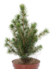 Christmas tree in a pot