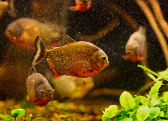 Red piranha (Serrasalmus nattereri) swimming underwater