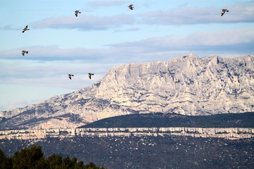 Vol de palombes dans la Montagne Sainte Victoire en Provence