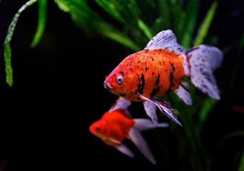 Obraz premium Goldfish (Carassius auratus auratus) swimming underwater