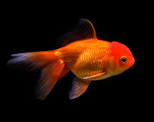 Goldfish (Carassius auratus auratus) swimming underwater