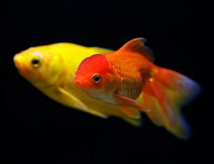 Goldfish (Carassius auratus auratus) swimming underwater