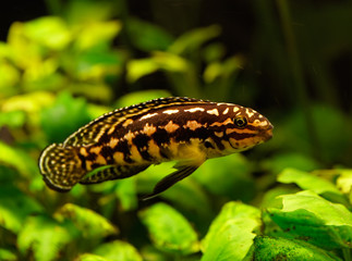 Lepidiolamprologus fish swimming underwater