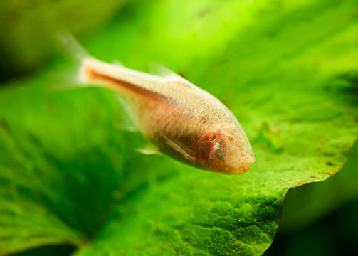 Blind Cave Fish or Mexican Tetra (Astyanax fasciatus mexicanus)