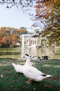 Ducks in a pond in Parque del Retiro. Madrid, Spain