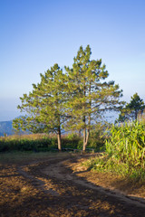 Mountain and trees scenery in northern Thailand