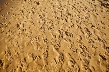 sand trampled with barefoot crowd