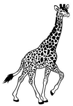 giraffe black white
