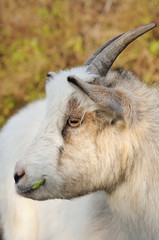 Head of a goat