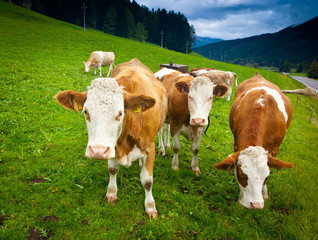 Fototapeta na wymiar Krowy Ayrshire