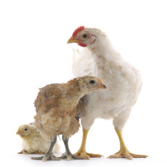 chicken family on white background