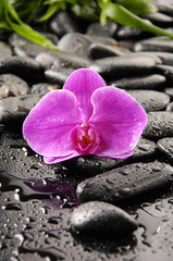 pink orchid on wet pebble and green palm leaf