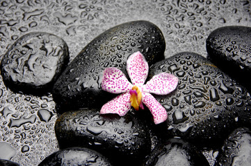 Still of with pink orchid on pebble in water drops