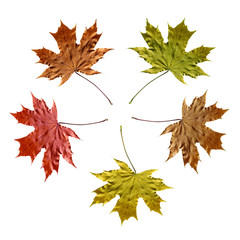 Fototapeta premium color maple leaves