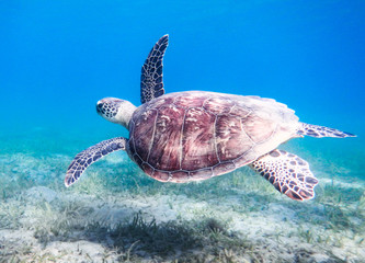 Obraz premium Green sea turtle