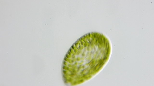real life micro organism footage under a microscope